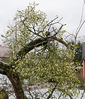 Witjbeimistel (Viscum album) üüb en aapelbuum