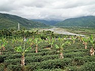 Teeplantage mit Palmen, im Hintergrund der Fluss Hongye