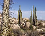 Cactaceae nella Baja california