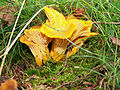 Cantharellus-cibarius