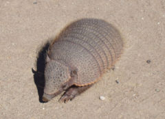 Description de l'image Chubut-PeninsulaValdes-Armadillo-TatuCarreta-P2230729b.jpg.