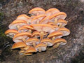 Flammulina velutipes