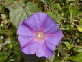 Prunkwinde (Ipomoea indica)