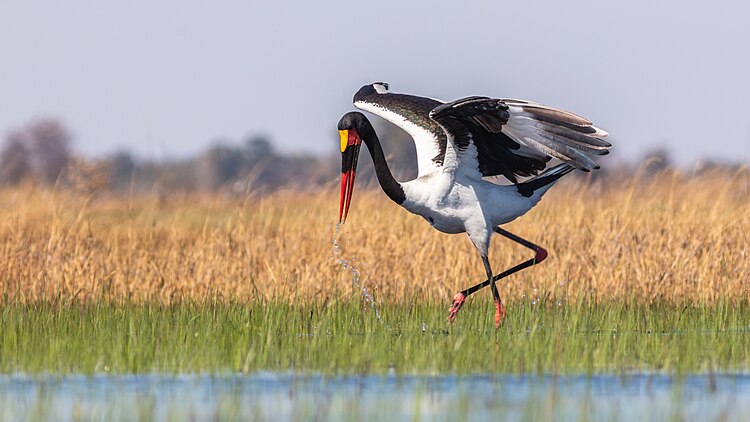 Bango (Ephippiorhynchus senegalensis) di Délta Okavango, Botswana