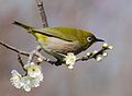 Japanese white-eye