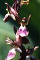 Orchis collina