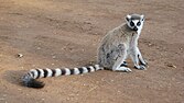 gray lemur sitting on dirt