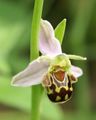 Ophrys apifera