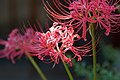 ヒガンバナLycoris radiata