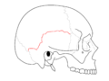 Sutura escamosa separa osso parietal e o escamoso do osso temporal.