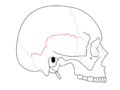 الدَرْز الحرشفي (بالإنجليزية: Squamosal suture).