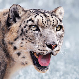 Léopard des neiges ou once (Panthera uncia) mâle. (définition réelle 3 023 × 3 023)