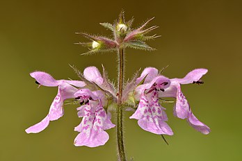 Inflorescence d'une épiaire des marais. (définition réelle 6 000 × 4 000)