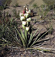 Yucca sterilis