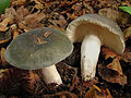 Broget skørhat (Russula cyanoxantha) (klassen Agaricomycetes); lamelsvamp der danner mykorrhiza med bøg.[6]