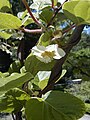 Actinidia deliciosa