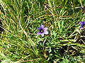 Some variety of Blue-eyed grass, I can't figure which.