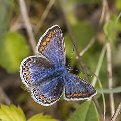 female P. i. mariscolore, County Clare, Ireland