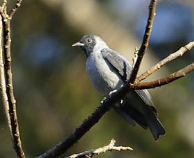 Anambé-de-cara-preta em Rio Branco, Acre, Brasil