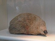 Bown eyeless golden mole