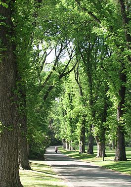 Ulmus procera, Πτελέα η ψηλή = Ulmus minor var. Atinia, Πτελέα η ελάσσων ποικ. Ατiνια, η Αγγλική φτελιά, Φίτζροϊ, Μελβούρνη, Αυστραλία.