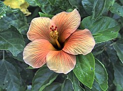 Pink hibiscus in Malaysia