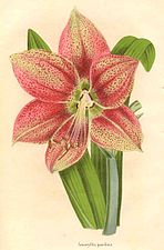 Hippeastrum pardinum Dombrain