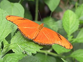 Dryas iulia