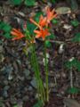 キツネノカミソリ Lycoris　sanguinea