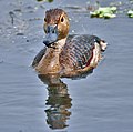 After bath in Kolkata, West Bengal, India.