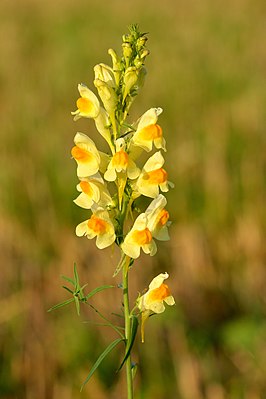 Льнянка обыкновенная (Linaria vulgaris)