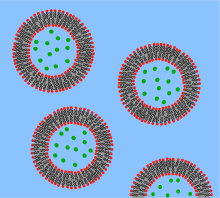 Lipid vesicles.svg