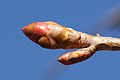 Image 31Dormant Magnolia bud (from Tree)