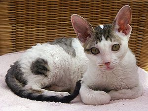 Junge Cornish Rex