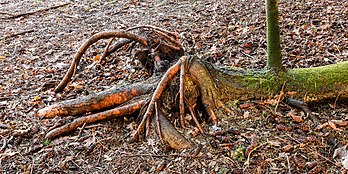 Adaptation d'un épicéa aux conséquences d'une tempête : un bourgeon a créé un nouveau tronc perpendiculaire à l'ancien, à la suite du déracinement partiel. (définition réelle 4 535 × 2 265)