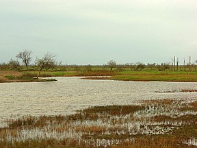 Typische Polderlandschaft in Oostvaardersplassen