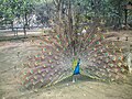 武汉动物园内的蓝孔雀