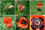 Papaver