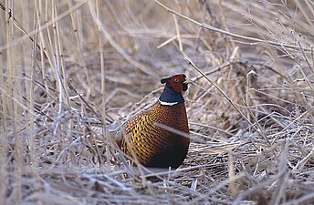 Fácán kakas (Phasanius colchicus)