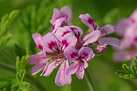 The flower cluster of cultivated P. 'Graveolens'