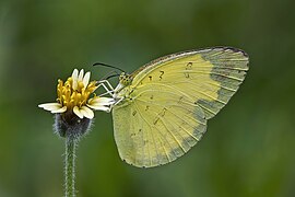 Three-spot grass yellow (Eurema blanda blanda) underside Phuket