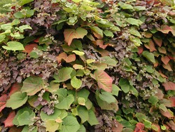 ヤマブドウ（イギリスはロンドンにあるヨーロッパ最古の薬草園チェルシーフィジックガーデンで栽培されているもの）