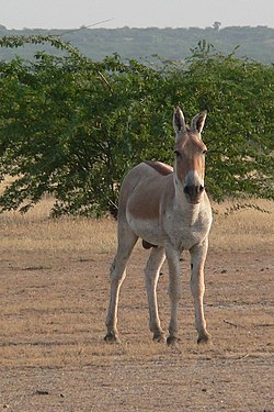 Indijas savvaļas ēzelis (Equus hemionus khur)