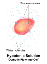 A red blood cell in a hypotonic solution.