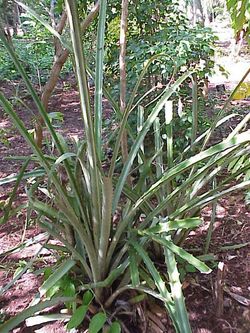 Bromelia karatas