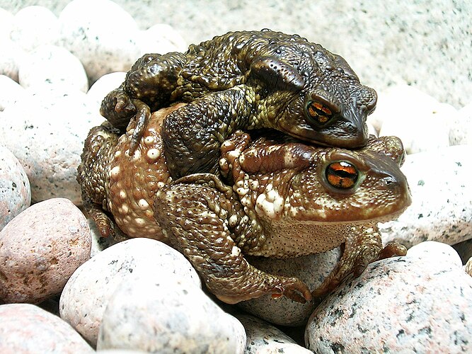 Серая жаба (Bufo bufo)