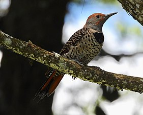 C. a. mexicanoides female, Guatemala