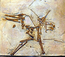 Pterodactylus suevicus