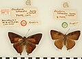 Photograph of two pinned butterflies with notes above