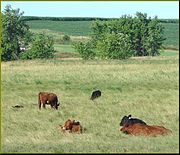 Rinderfarm, Sioux County